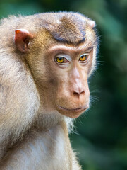 Borneo macaque monkey with bright eyes staring in sad and shy manner