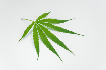 Isolated green cannabis leaves on white background, grow medical cannabis, and use it as a...