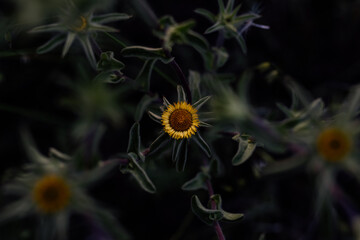 yellow flower blooming