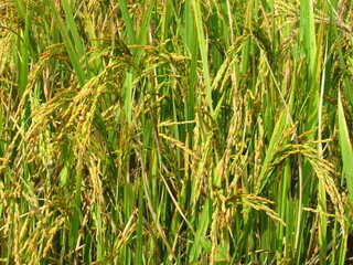 rice field