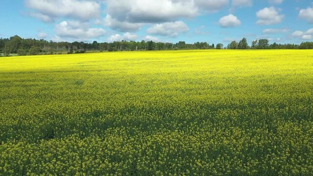Drone video of a field of canola flowers with the sun advancing on the yellow flowers in the countryside of St-Tharcicius near Matane in Gaspesie.