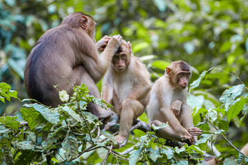 Borneo macaque young monkey being cleaned by mother with sibling waiting or dreading to be treated next