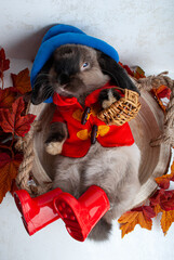 a small rabbit lies in clothes in red boots, a blue hat, in a red jacket with a basket woven....