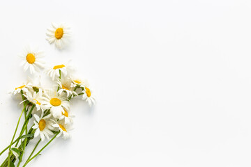 Flat lay of wild chamomile. Meadow flowers and herbs, floral background
