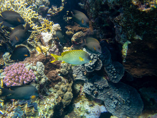 Coral reef in the Red Sea with its many inhabitants, Hurghada, Egypt