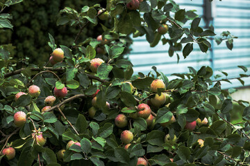 Apple tree covere with ripe apples