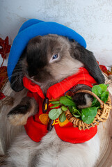the muzzle of a rabbit dressed in clothes with a basket and a harvest of green grass on a white...