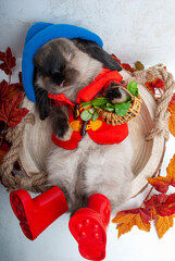 a rabbit dressed in clothes for the garden season lies in clothes with a basket in its paws. symbol...