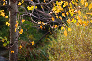 Colorful autumn leaves on a tree. Selective focus.