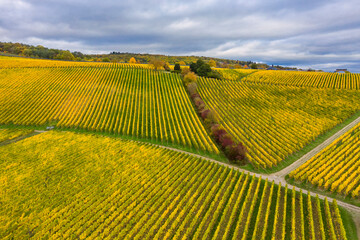 Bird's-eye view of a yellow autumnal vineyard in the Rheingau near Hattenheim/Germany