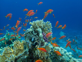 Obraz na płótnie Canvas Coral reef in the Red Sea with its many inhabitants, Hurghada, Egypt