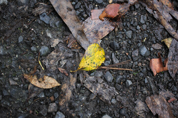 a yellow leaf on the ground