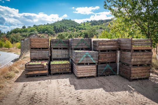 Colheita de maça recem colhidas em caixas de madeira umas em cima das outras, prontas para a distribuição em Portugal