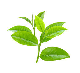 Green tea leaf isolated on transparent png