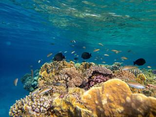 Coral reef in the Red Sea with its many inhabitants, Hurghada, Egypt