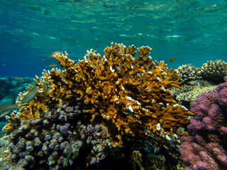 Fototapeta na wymiar Coral reef in the Red Sea with its many inhabitants, Hurghada, Egypt