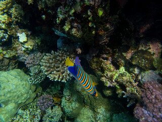 Coral reef in the Red Sea with its many inhabitants, Hurghada, Egypt