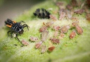 Marienkäferlarve mit Blattlauskollonie