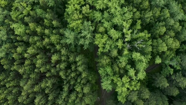 Aerial top down view of gravel road in forest in the autumn, misty morning. Drone shot flying over tree tops, Nature background in 4K resolution