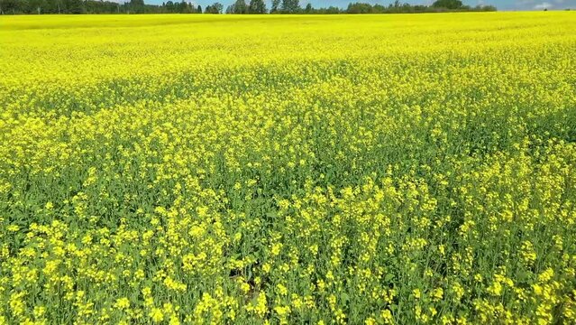 Drone video moving low over a field of canola flowers with the sun on the yellow flowers in the countryside of St-Tharcicius near Matane in Gaspesie.