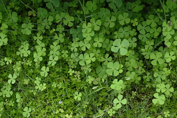 Fototapeta premium Beautiful green leaves of Water clover, Clover fern (Marsilea crenata Presl). Is a species of fern. The fan-like leaves have four lobes. Usually occurs as it is humid. It thrives in wet places. 