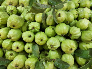 Fresh guava collected from organic farms is a fruit that is very high in vitamin C. Scientific name: Psidium guajava L. Suitable for those who control weight because rich fiber and high anti-oxidants.