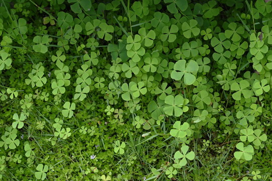 Beautiful green leaves of Water clover, Clover fern (Marsilea crenata Presl). Is a species of fern. The fan-like leaves have four lobes. Usually occurs as it is humid. It thrives in wet places.
