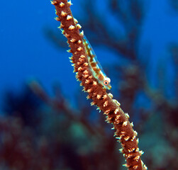 A Goby on a Whip coral Boracay Island Philippines