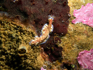 A Pseudoceros Sp flatworm crawling on soft coral Boracay Island Philippines