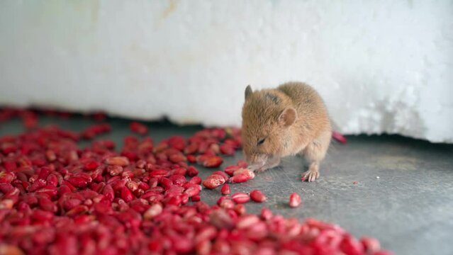 The mouse washes and cleans itself pleased near the poisonous red wheat close-up. Lure of bright color against rodents and indoor pests. Little brown mouse ate too much chemical weapons