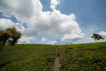 Fototapeta na wymiar tea plantations on a sunny day