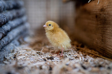 Ein kleines Wachtelküken aus einer Naturbrut