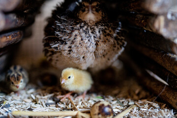 Ein Wachtelküken schaut unter der Mutter Henne hervor