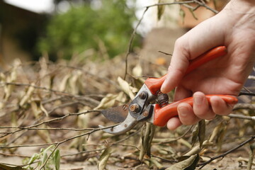 Pruning shears