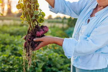 Harvesting potatoes. Farmer holding fresh potato plant dug out in summer field. Healthy organic vegetables. Close up