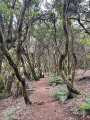 path between trees on the route to the viewpoint of la llania