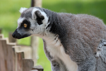 Naklejka na ściany i meble lemur (maki catta) in a zoo in france