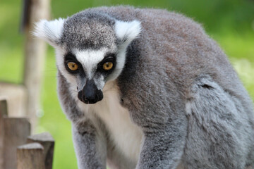 lemur (maki catta) in a zoo in france