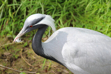 Fototapeta premium crane (?) in a zoo in france