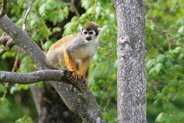 squirrel monkey in a zoo in france