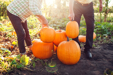 Couple of farmers picks pumpkins in autumn field at sunset. Workers harvest vegetables in garden...