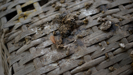 chicken droppings on top of the cage