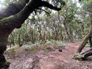 path between trees on the route to the viewpoint of la llania