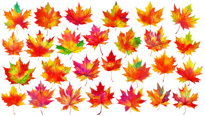 Fototapeta premium Collection of multicolored maple tree leaves (red, orange, purple, yellow, green) isolated on white background. Digital illustration