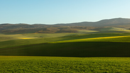 Cultivated farmland in late afternoon with shades of green and a patch of yellow canola