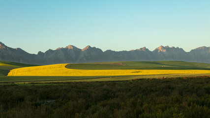 Cultivated farmland with yellow canola fields and mountains in the background