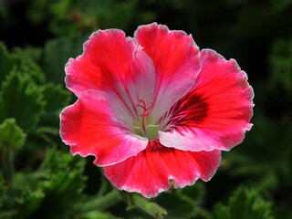 pretty red flowers of geranium potted plant close up,