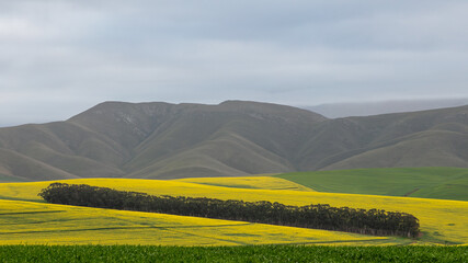 Cultivated farmland with yellow canola fields and mountains with a cloudy sky