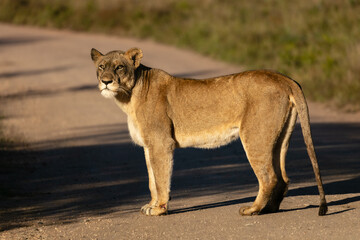 Fototapeta na wymiar Portrait of a lioness standing in a road in a park