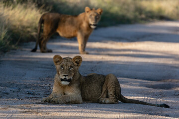 Two young lion cubs in a road in a national park